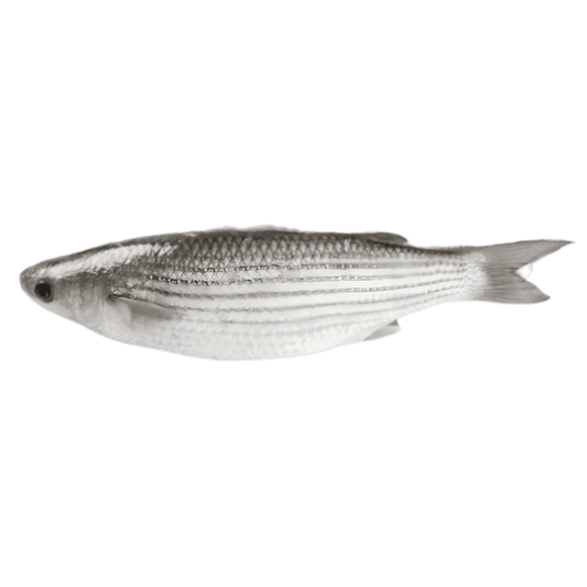 Mulet entier frais, poisson à chair ferme et goût délicat, idéal pour grillades ou ragoûts - POISSON - NKOSI.