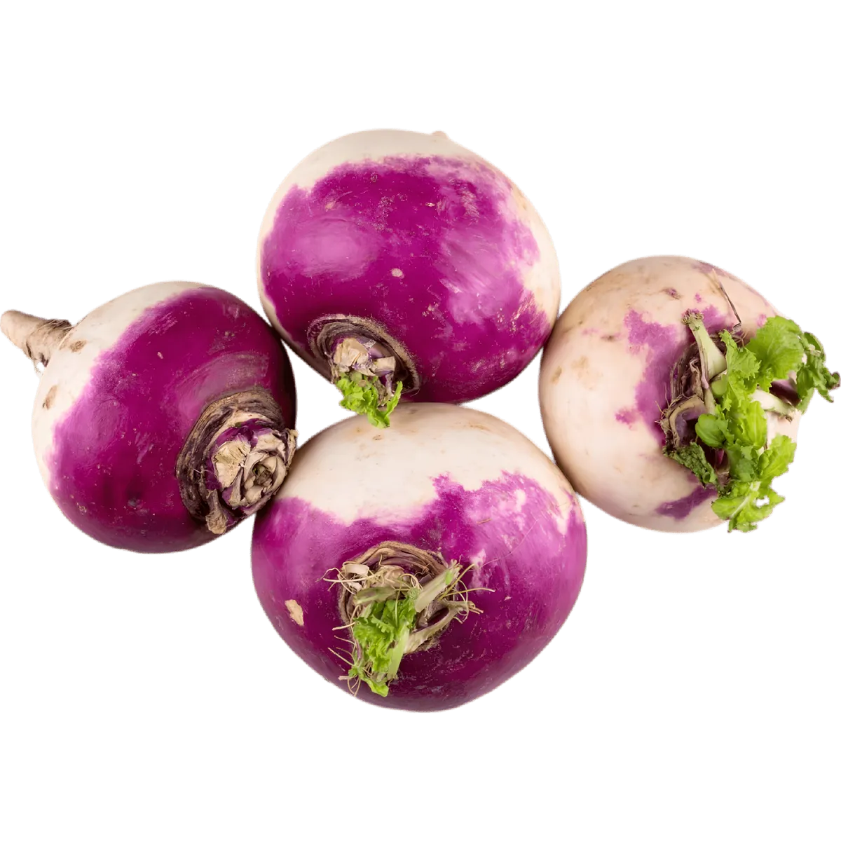 Quatre navets frais violet et blanc avec fanes, parfaits pour recettes de soupes, ragoûts ou purées. Légume-racine riche en saveur.
