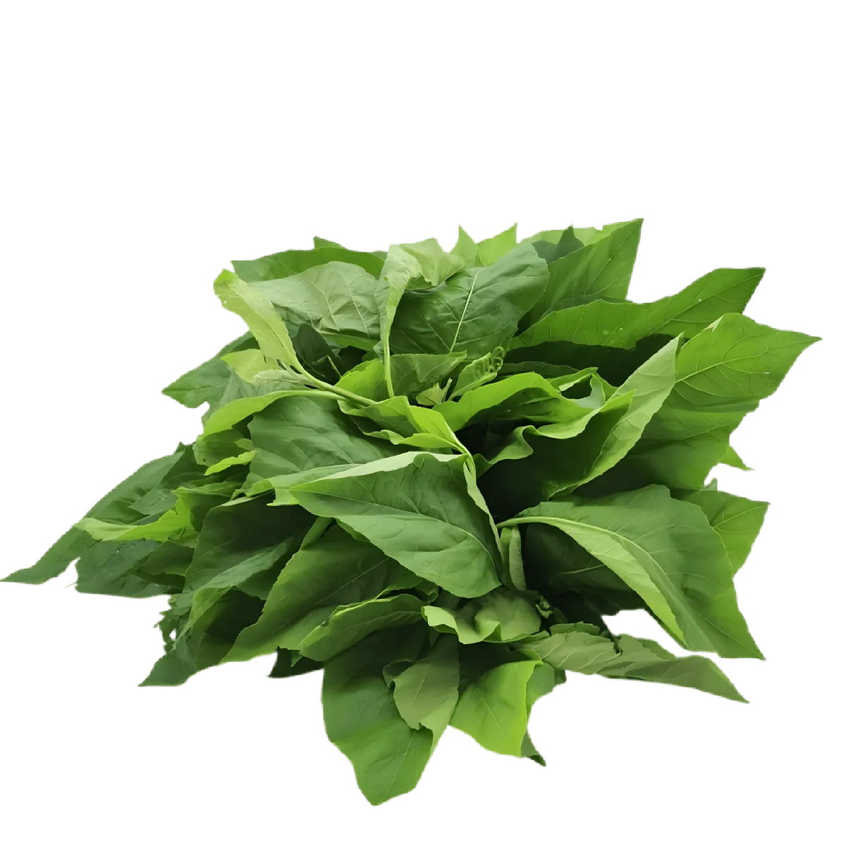 Feuilles de Ndolé fraîches non emballées, ingrédient essentiel de la cuisine camerounaise, parfaites pour préparer des plats au goût amer unique.