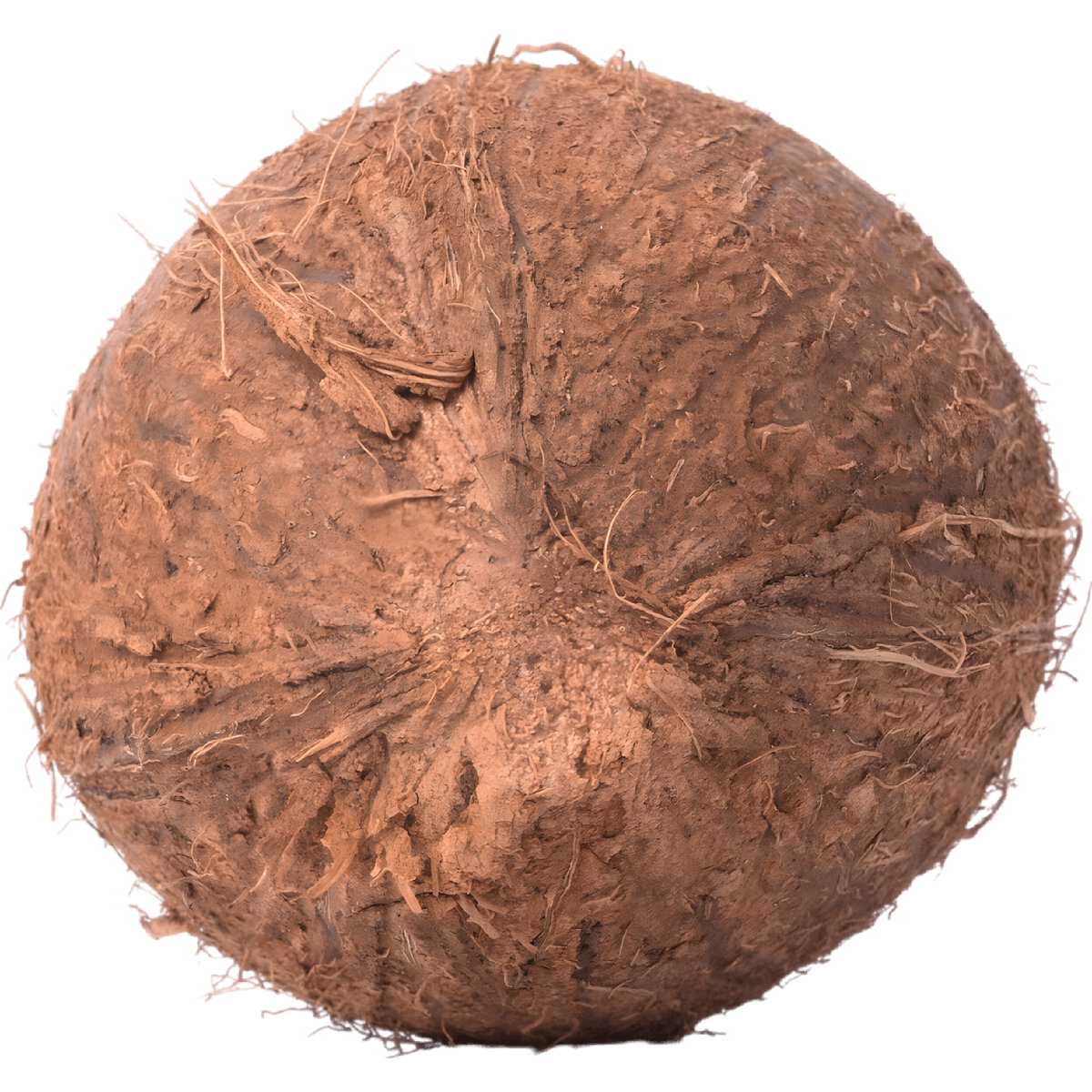 Noix de coco