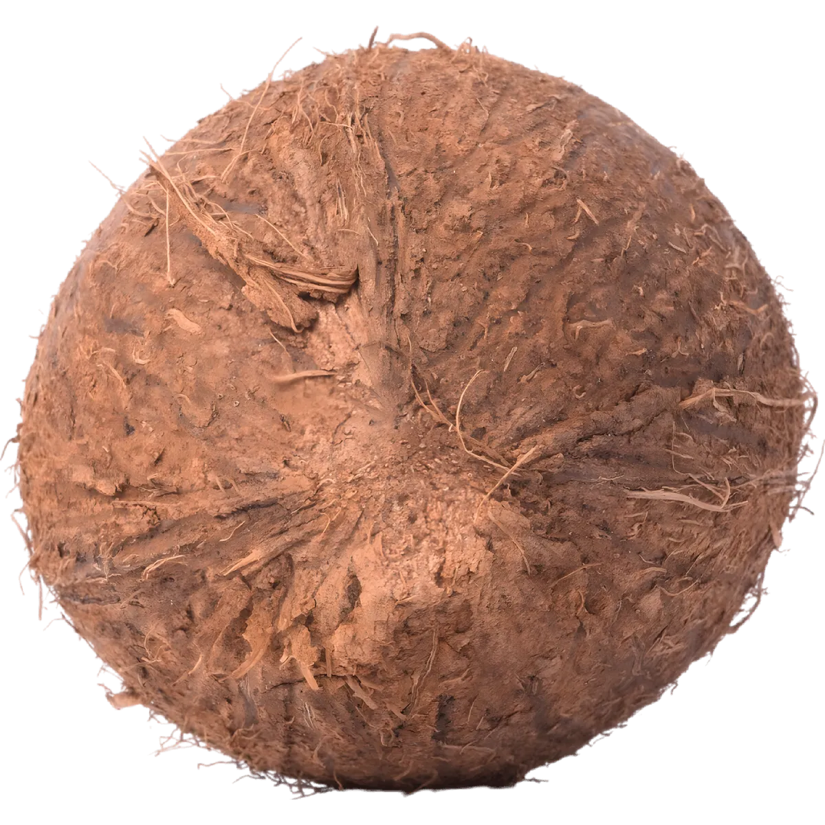 Vue de dessus d'une noix de coco fraîche, montrant sa texture rugueuse. Parfait pour les amateurs de fruits tropicaux et de cuisine naturelle.