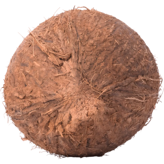 Vue de dessus d'une noix de coco fraîche, montrant sa texture rugueuse. Parfait pour les amateurs de fruits tropicaux et de cuisine naturelle.