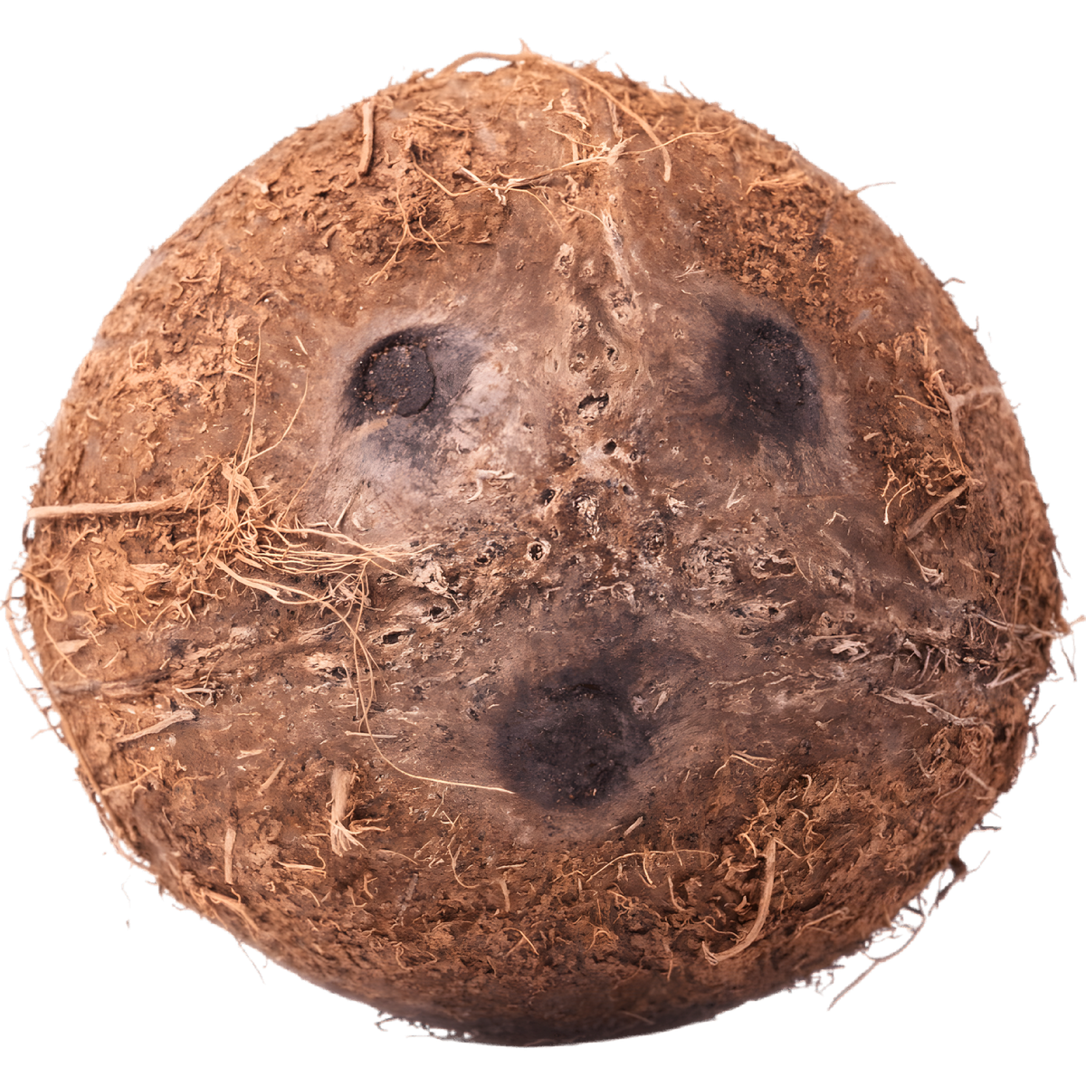 Noix de coco