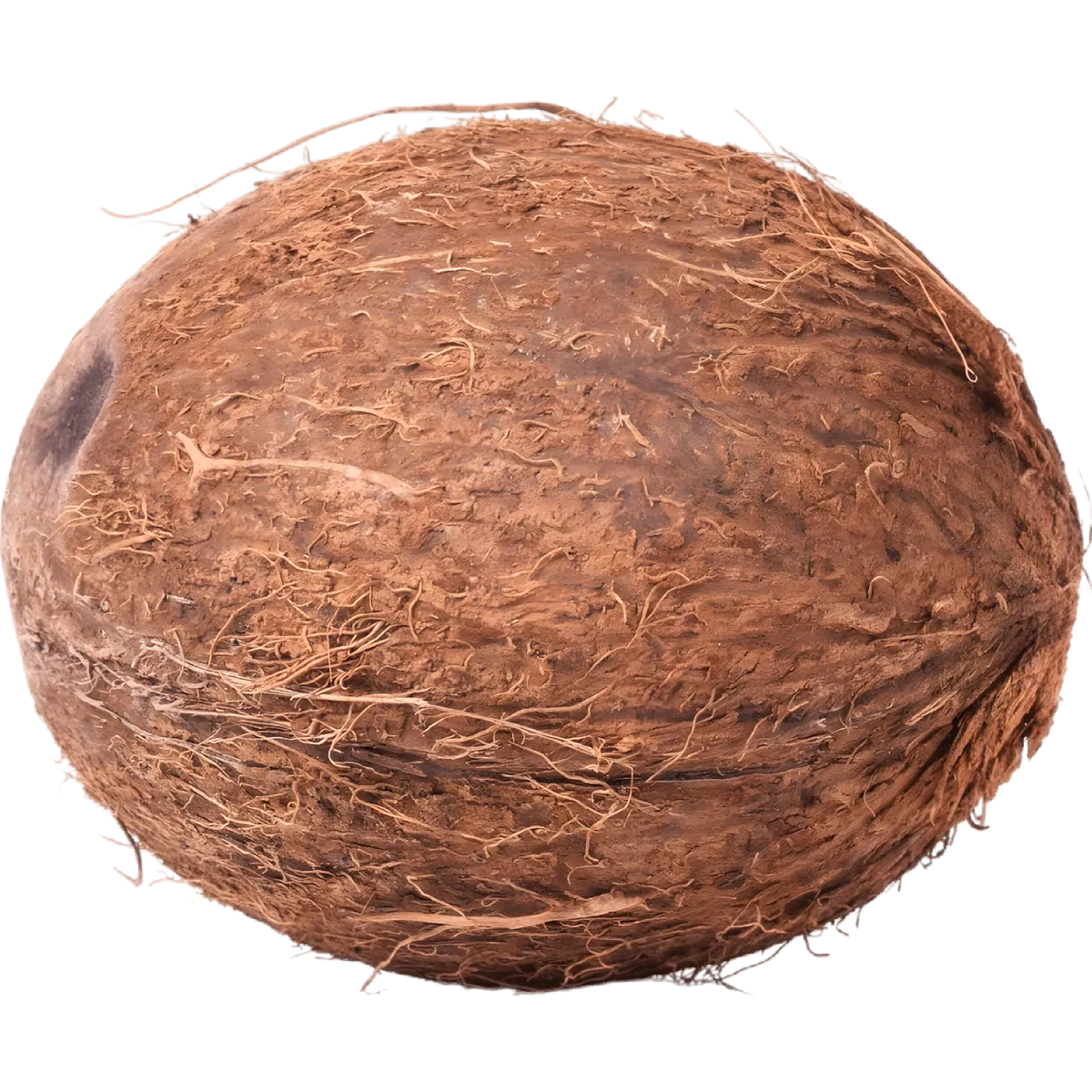 Noix de coco fraîche entière avec coque fibreuse, idéale pour savourer une chair juteuse. Fruit tropical authentique pour une expérience exotique.