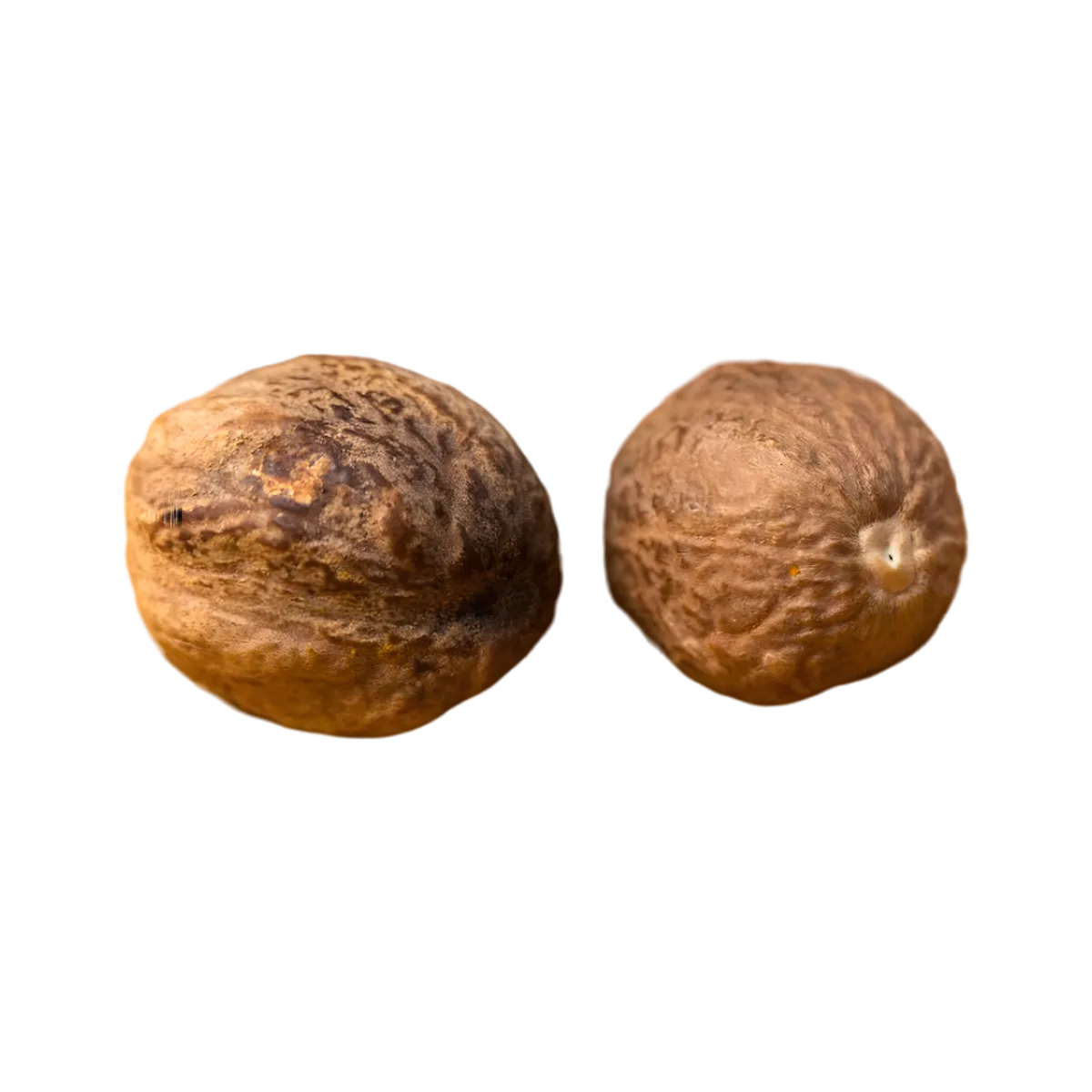 Deux noix de muscade moyennes SAMIA d'Indonésie, texture rugueuse, idéales pour assaisonner plats sucrés et salés.