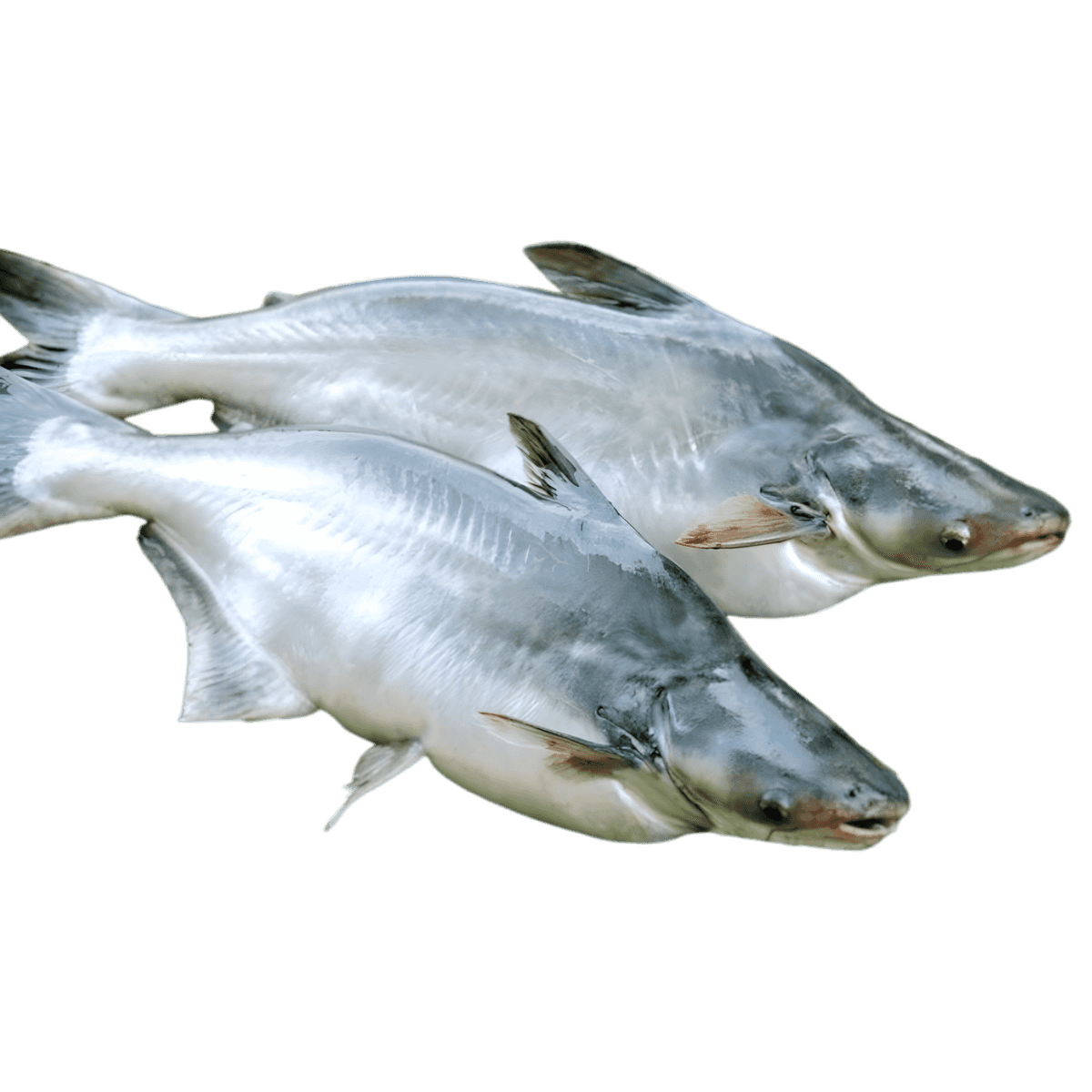 Deux pangas entiers surgelés, poisson délicat et polyvalent, parfait pour plats de fruits de mer - POISSON - NKOSI, produit alimentaire.