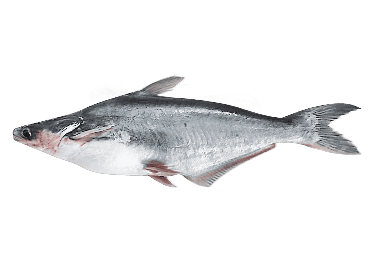 Pangas / Malangua entier surgelé, poisson à chair blanche tendre, idéal pour recettes variées - POISSON - NKOSI, catégorie fruits de mer.