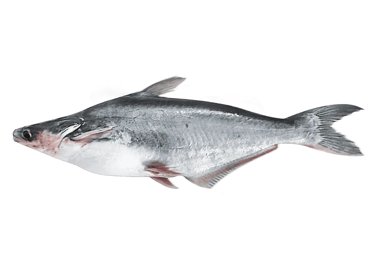 Pangas / Malangua entier surgelé, poisson à chair blanche tendre, idéal pour recettes variées - POISSON - NKOSI, catégorie fruits de mer.