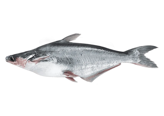 Pangas / Malangua entier surgelé, poisson à chair blanche tendre, idéal pour recettes variées - POISSON - NKOSI, catégorie fruits de mer.