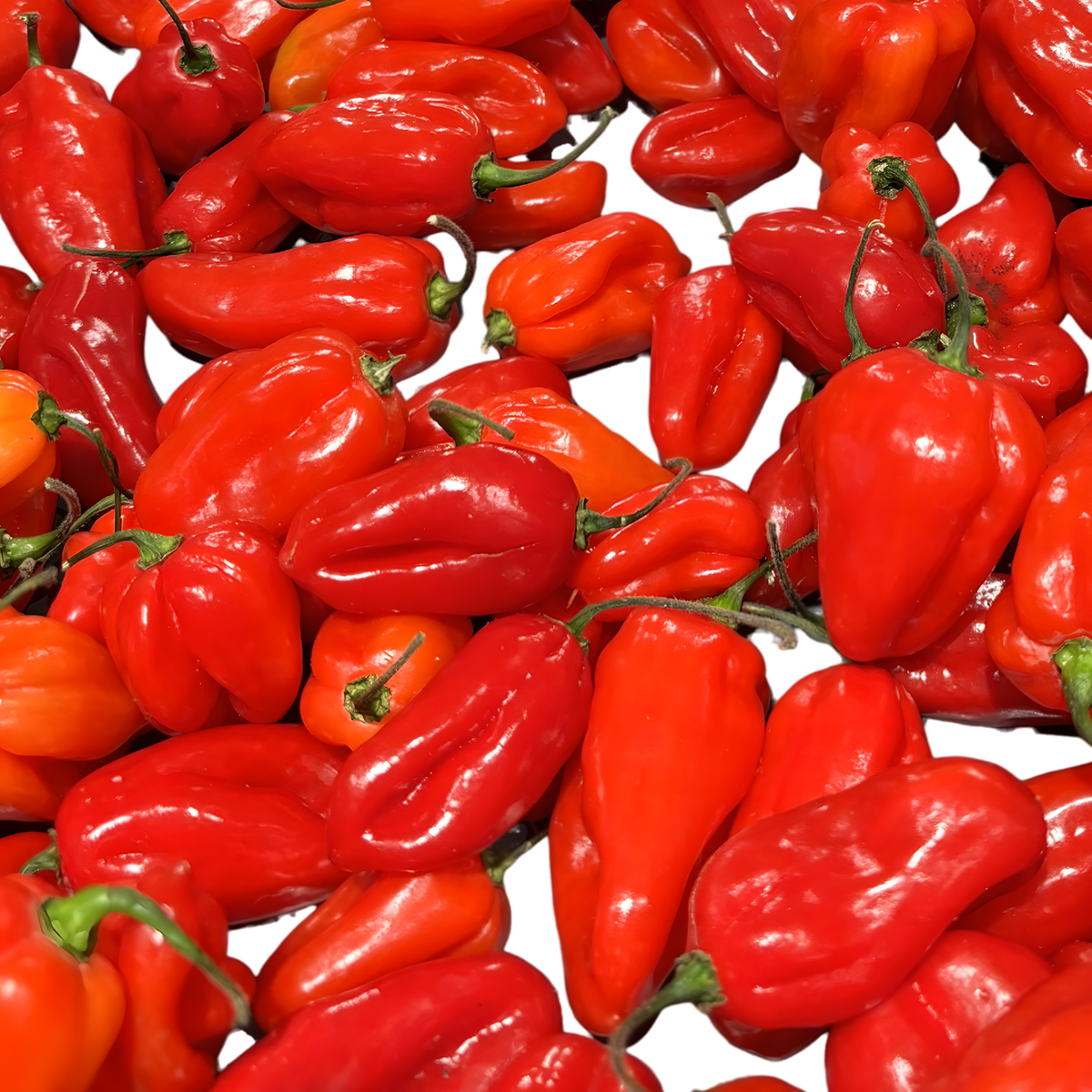 Pâte de piment rouge ROYAL BOURBON