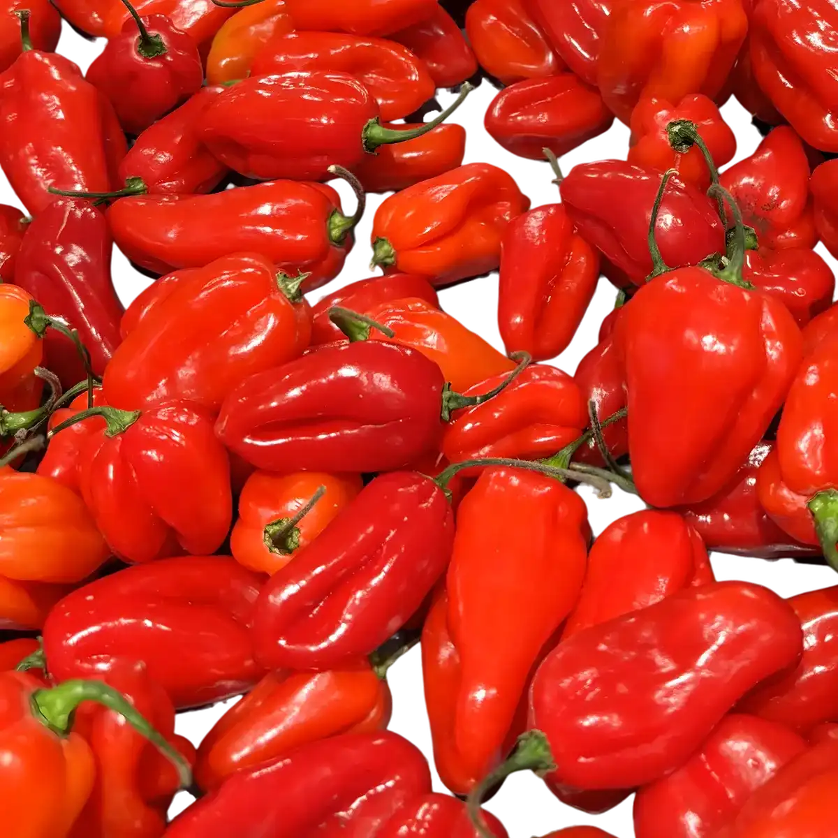 Piments rouges frais utilisés dans la pâte de piment rouge ROYAL BOURBON - Piment Savoureux, ingrédient phare de l'épicerie salée créole.