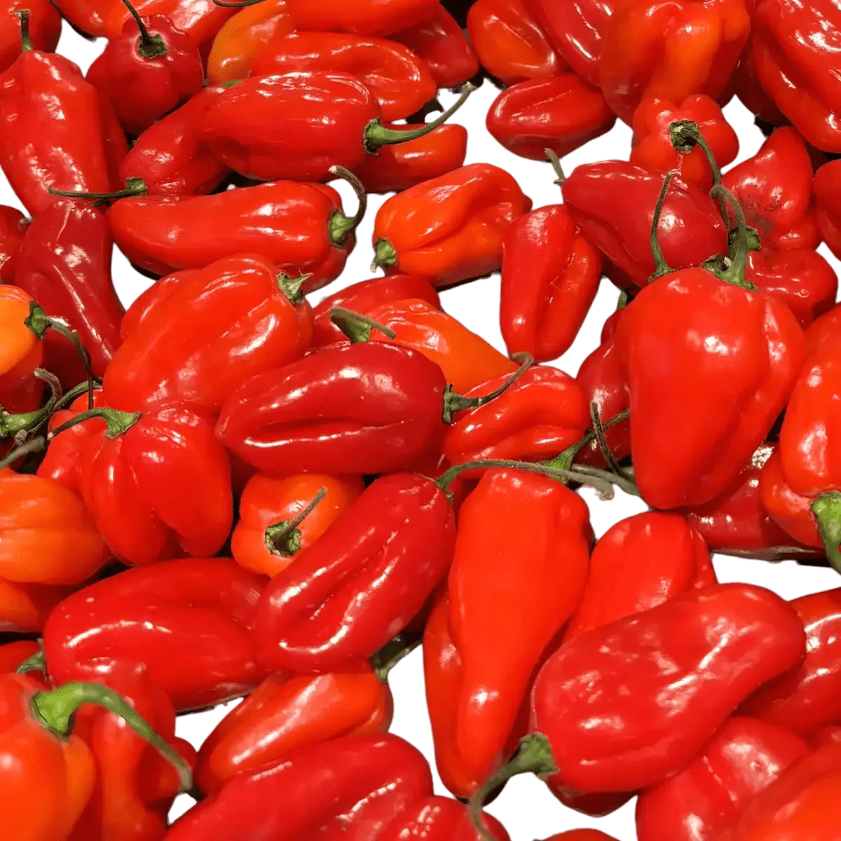 Pasta di peperoncino rosso Cabris Royal Bourbon, in confezione, con una consistenza liscia e lucida.