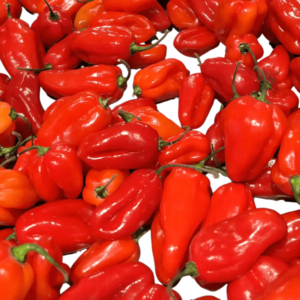Pâte de piment rouge de Cabris Royal Bourbon, en lot, avec une texture lisse et brillante.
