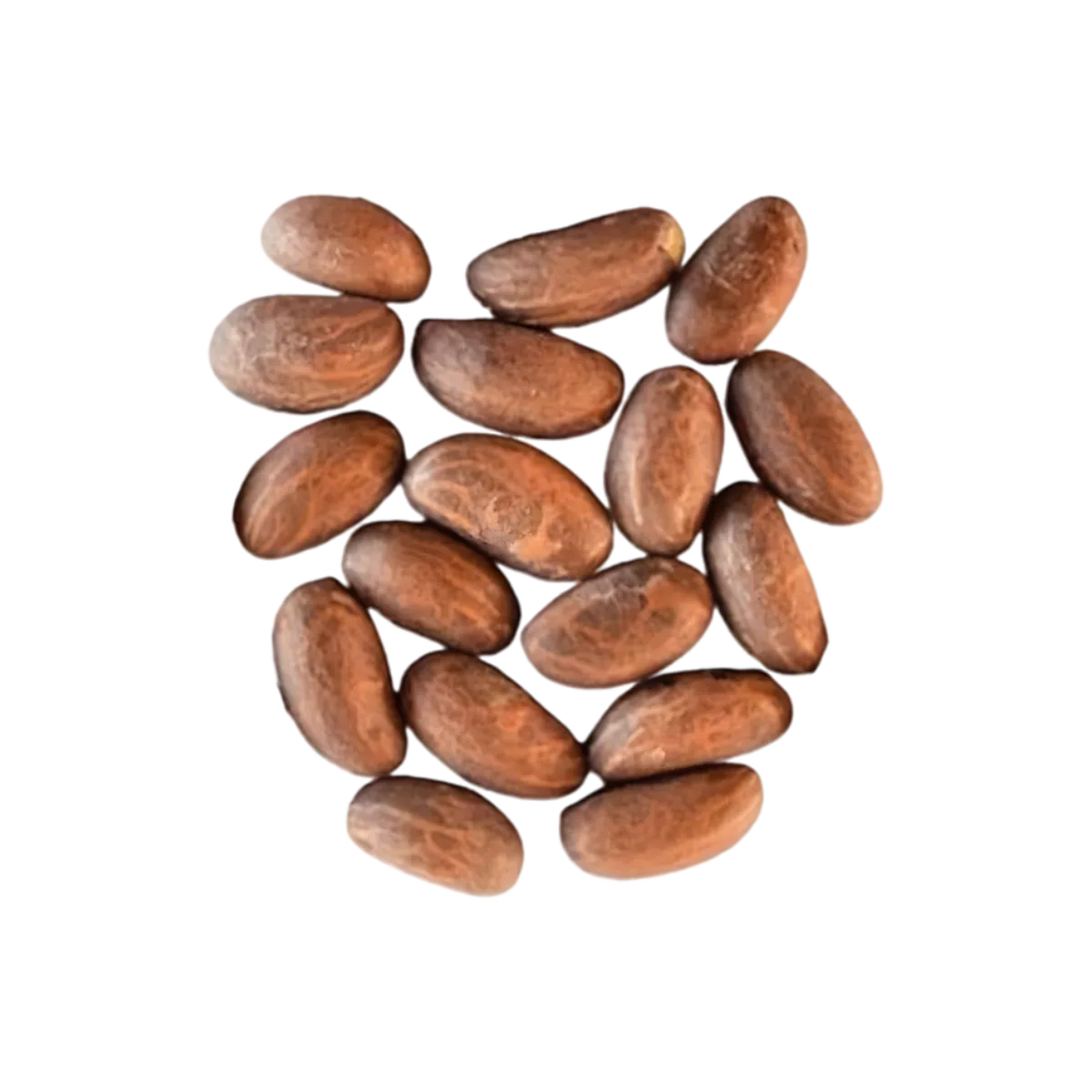 Ensemble de noix de petit cola Bitacola séchées, forme ovale et couleur brunâtre, ingrédient naturel pour infusions ou plats - FRUITS / LÉGUME / PLANTE SEC - NKOSI.