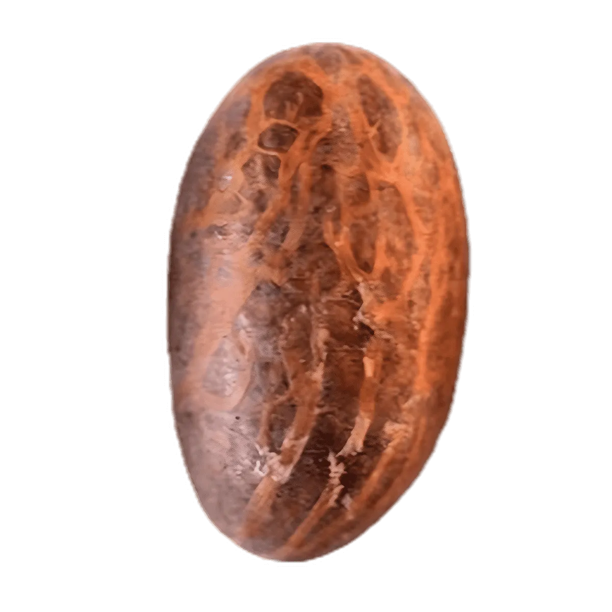 Noix de petit cola séchée Bitacola entière, texture nervurée brun foncé, utilisée comme fruit sec stimulant - FRUITS / LÉGUME / PLANTE SEC - NKOSI.