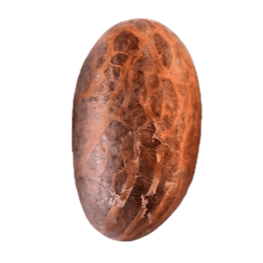 Noix de petit cola séchée Bitacola entière, texture nervurée brun foncé, utilisée comme fruit sec stimulant - FRUITS / LÉGUME / PLANTE SEC - NKOSI.