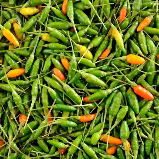 Grande quantité de piments oiseau tropicaux, verts, rouges et orange, parfaits pour une cuisine intense et savoureuse aux arômes naturels.