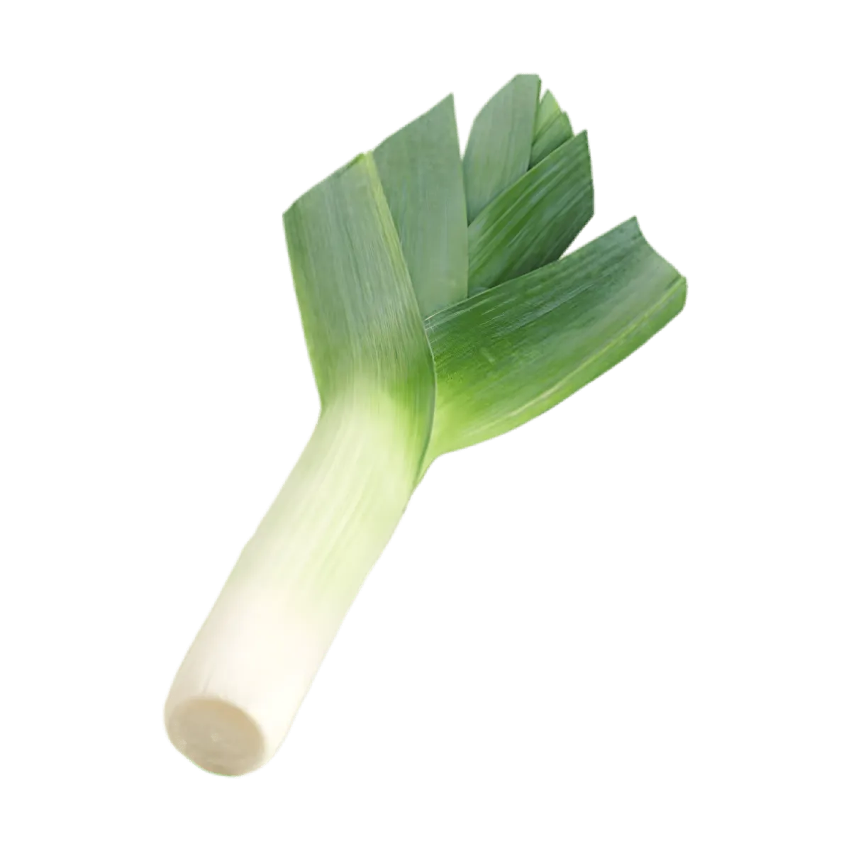 Poireau entier frais, croquant et tendre, idéal pour soupes et plats mijotés. Légume polyvalent pour cuisine saine et savoureuse.