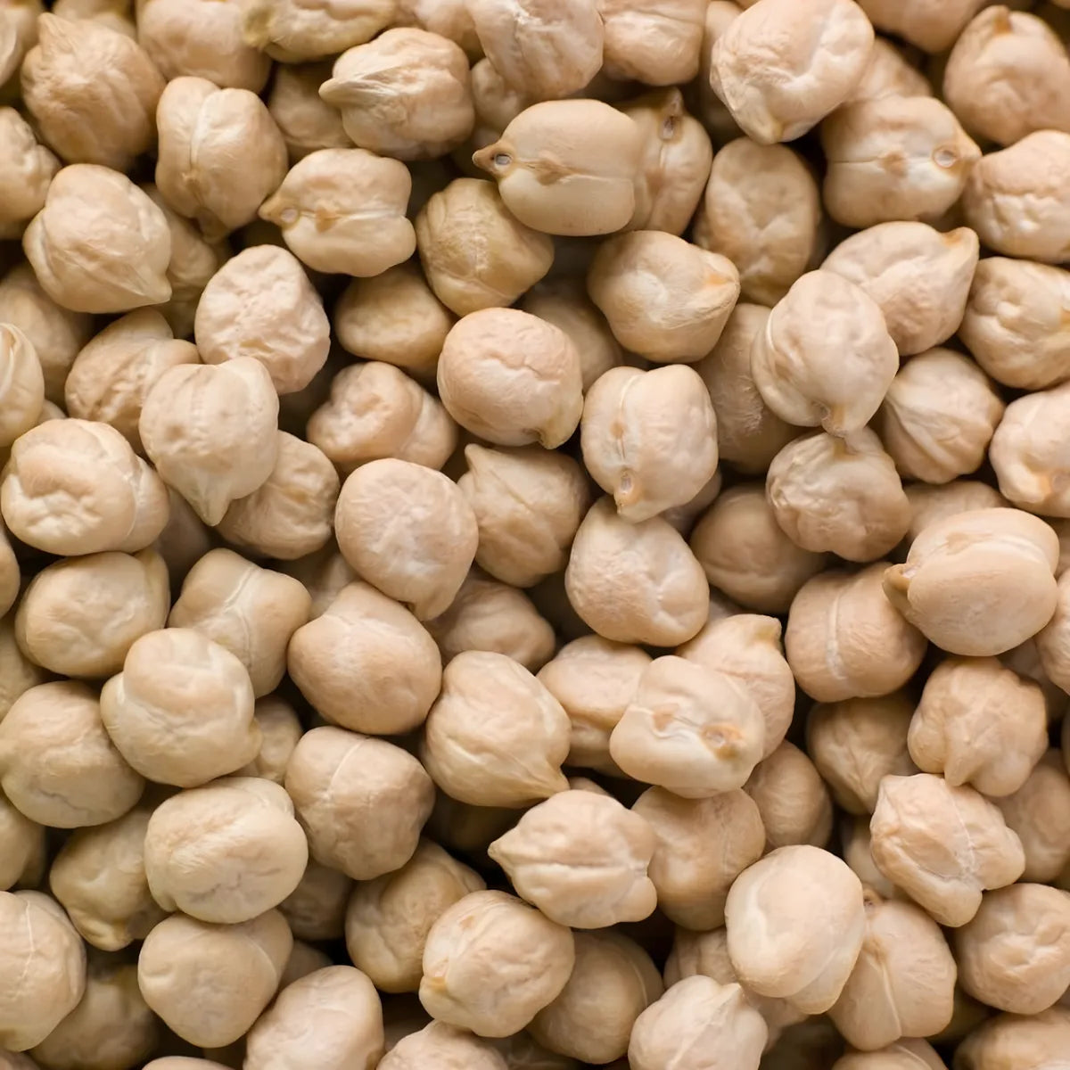 Gros plan sur pois chiches 9mm LEGUMOR, texture ferme et calibre homogène, parfaits pour recettes salées et plats végétariens.