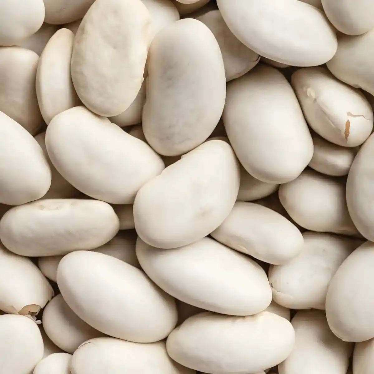 Gros plan sur les Pois du Cap LEGUMOR secs, montrant leur texture lisse et leur taille généreuse, parfaits pour plats mijotés et salades.