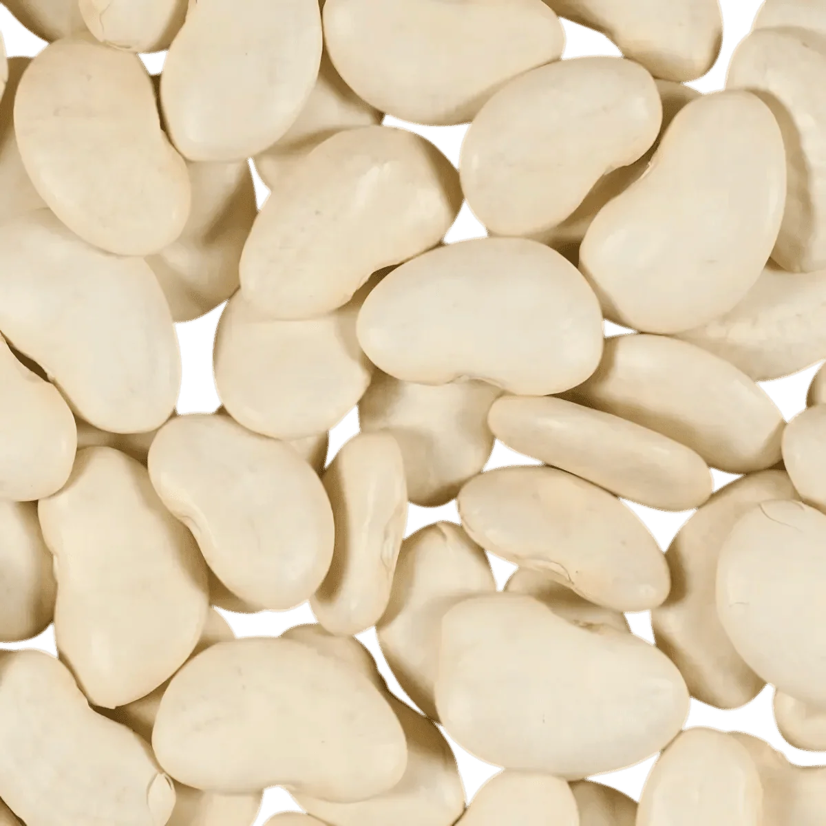 Garbanzos blancos del Cabo vendidos en lote por TERSOL, dispuestos a granel con una textura lisa.