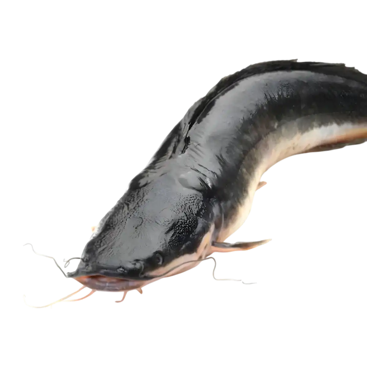 Gros plan sur un poisson chat surgelé brillant, parfait pour les amateurs de fruits de mer tendres et savoureux.