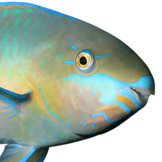 Gros plan sur la tête du poisson pérroquet, montrant ses couleurs vives et sa texture fraîche, parfait pour la cuisine - POISSON - NKOSI.