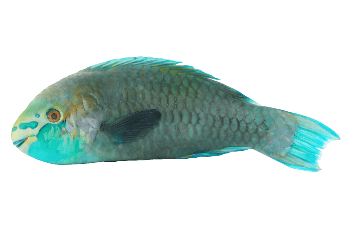 Poisson pérroquet entier surgelé, à la peau colorée et écailleuse, idéal pour les plats de fruits de mer - POISSON - NKOSI.
