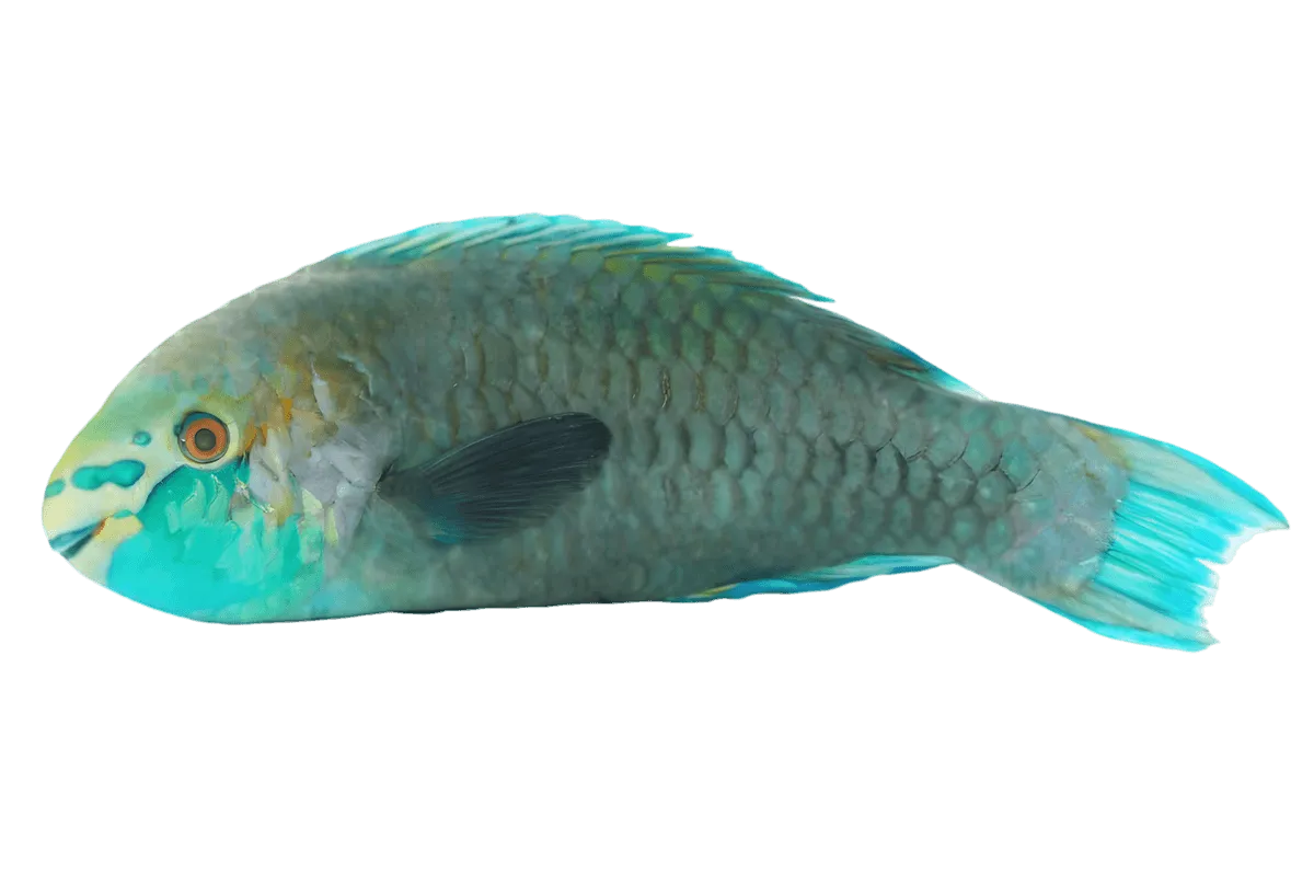 Poisson pérroquet entier surgelé, à la peau colorée et écailleuse, idéal pour les plats de fruits de mer - POISSON - NKOSI.