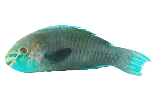 Poisson pérroquet entier surgelé, à la peau colorée et écailleuse, idéal pour les plats de fruits de mer - POISSON - NKOSI.