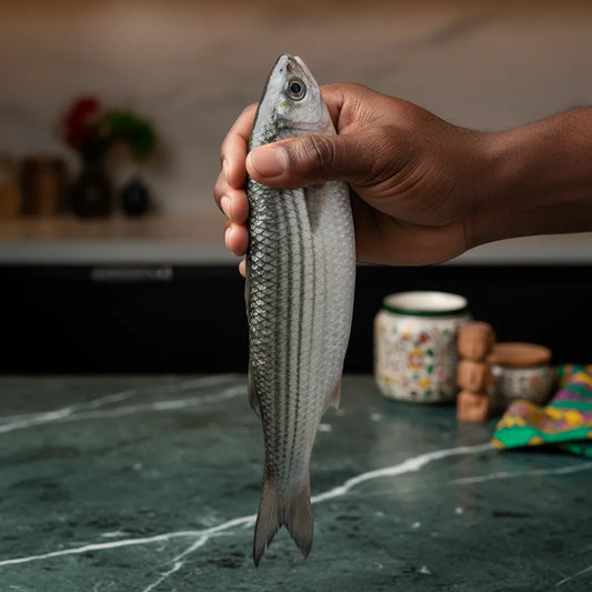 Main tenant un mulet frais, poisson à texture ferme et chair nutritive. Produit de la mer idéal pour recettes variées.