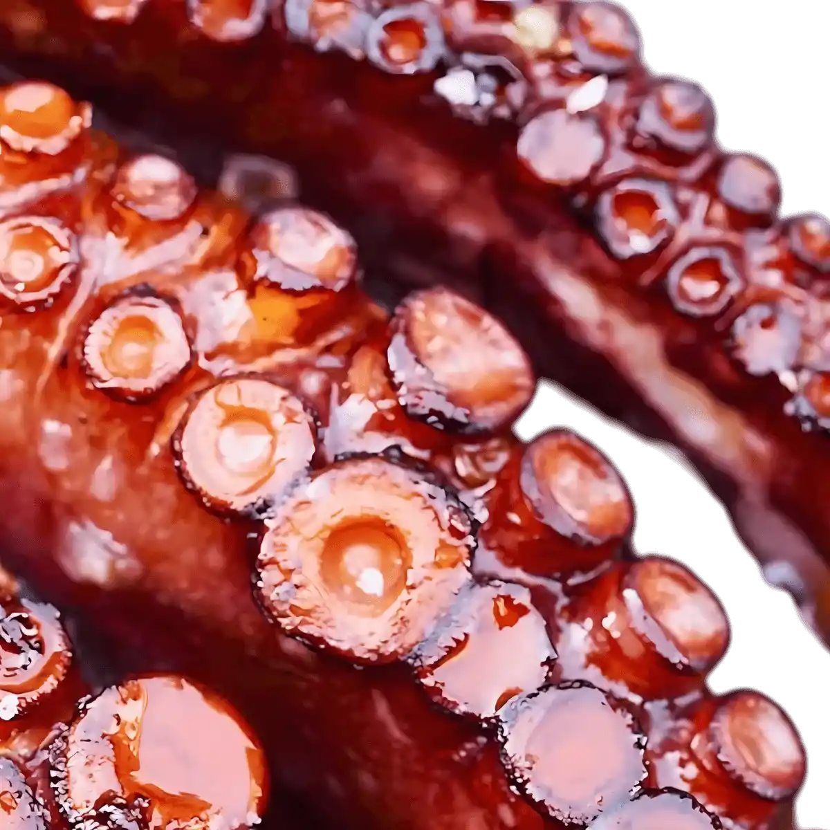 Gros plan sur tentacules du poulpe cuit congelé Chatrou, montrant texture brillante et qualité. Parfait pour amateurs de fruits de mer.