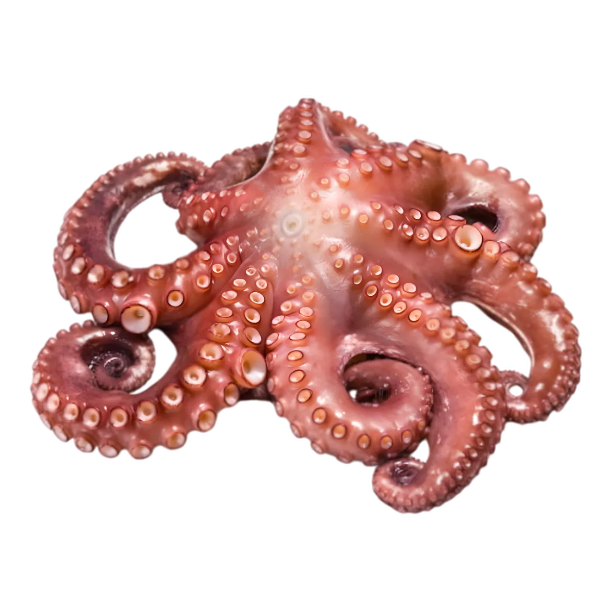 Poulpe entier cuit et congelé de la marque NKOSI, idéal pour les plats de fruits de mer raffinés - POISSON - Poulpe / Chatrou.