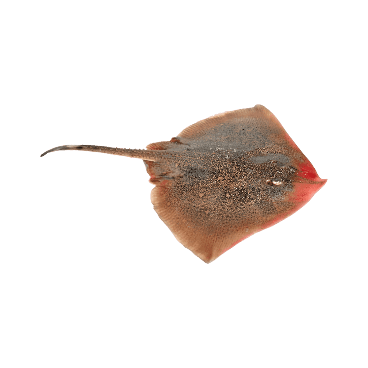 Raie entière fraîche avant fumage, utilisée pour préparer la raie fumée - POISSON - NKOSI, spécialité de fruits de mer savoureuse.