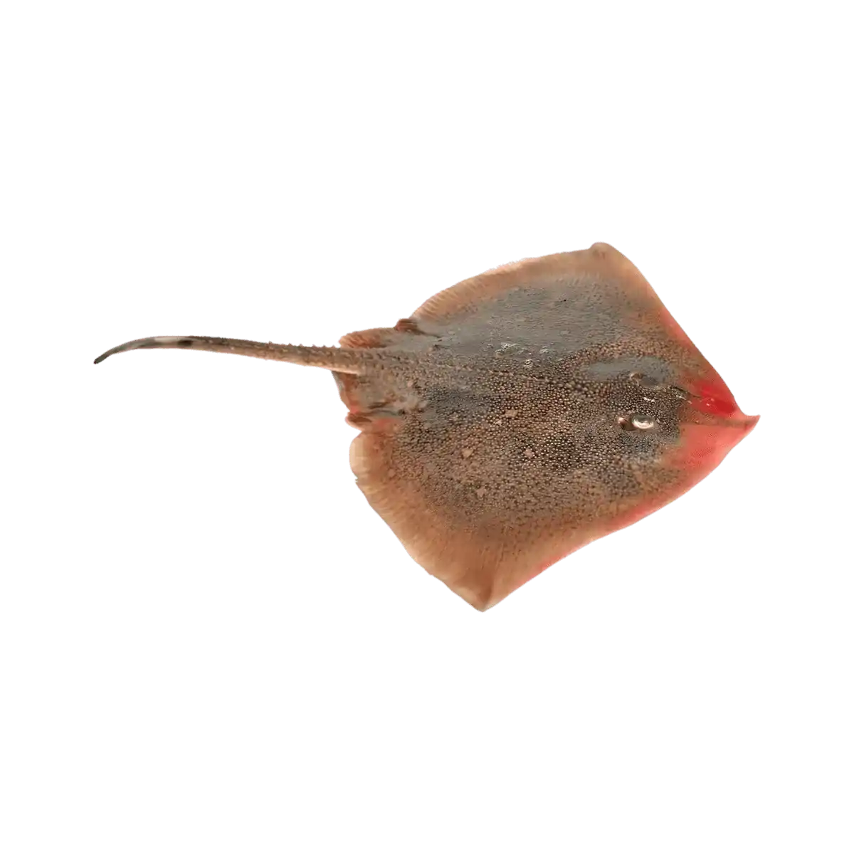 Raie entière non transformée, poisson frais avant fumage, utilisée pour produire la raie fumée à la saveur exquise.