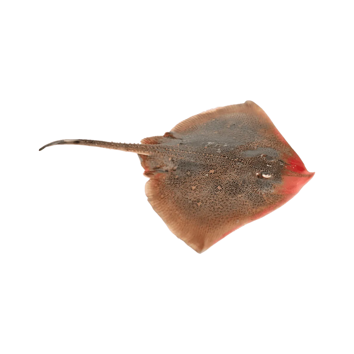Raie entière fraîche avant fumage, utilisée pour préparer la raie fumée - POISSON - NKOSI, spécialité de fruits de mer savoureuse.