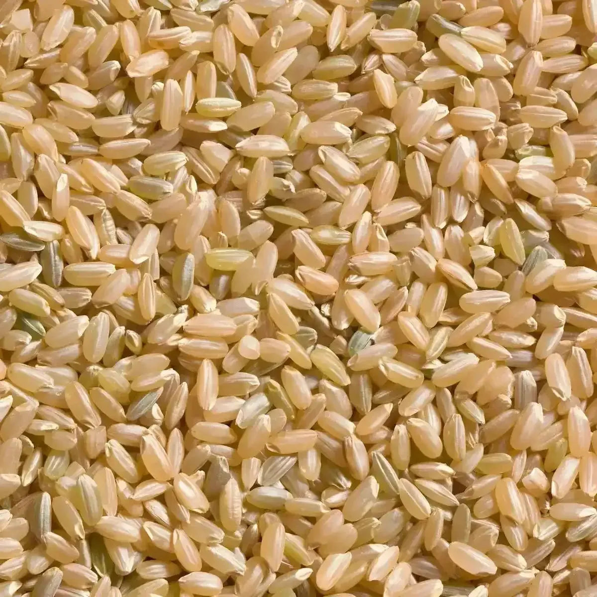 Gros plan sur les grains de riz complet TERSOL, à texture ferme et goût noisetté, riches en fibres et nutriments.