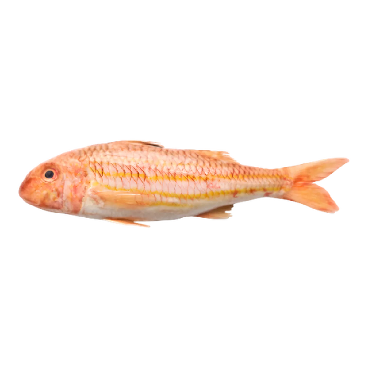 Rouget Barbet entier frais, poisson à chair tendre et savoureuse, idéal pour recettes de fruits de mer ou cuisson au four.