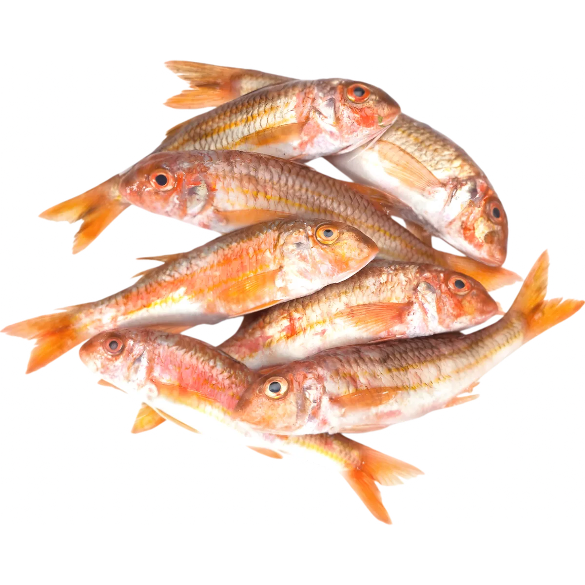 Lot de rougets barbets frais, poisson surgelé de qualité supérieure, parfait pour plats méditerranéens et cuisine saine.
