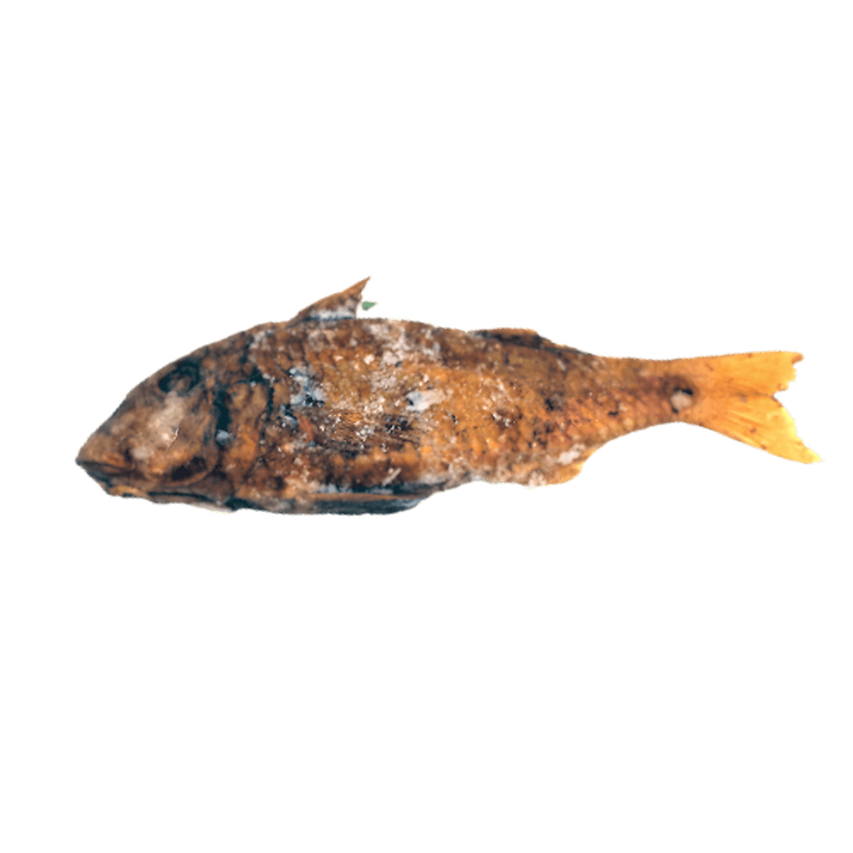 Rouget entier fumé surgelé de la marque NKOSI, poisson entier à la peau dorée et texture fumée, idéal pour plats de fruits de mer authentiques.