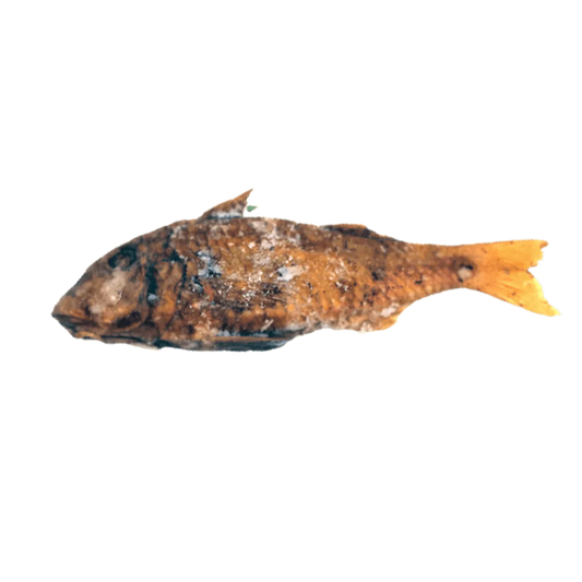 Rouget entier fumé surgelé de la marque NKOSI, poisson entier à la peau dorée et texture fumée, idéal pour plats de fruits de mer authentiques.