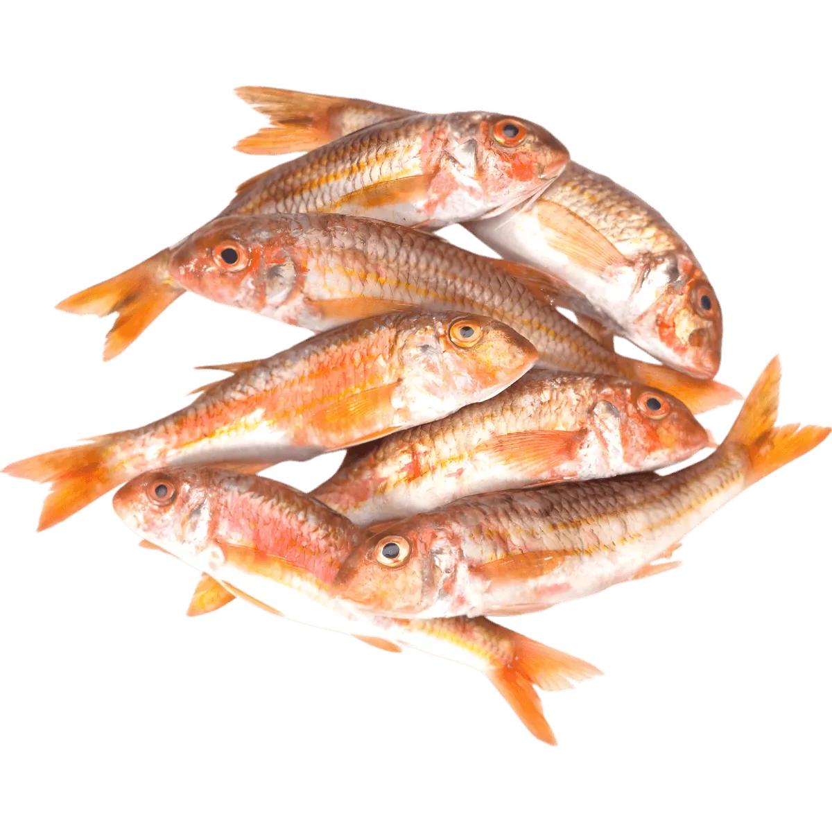 Lot de rougets entiers frais non fumés, poisson de mer à chair fine, parfait pour cuisson grillée ou au four - catégorie POISSON - NKOSI.