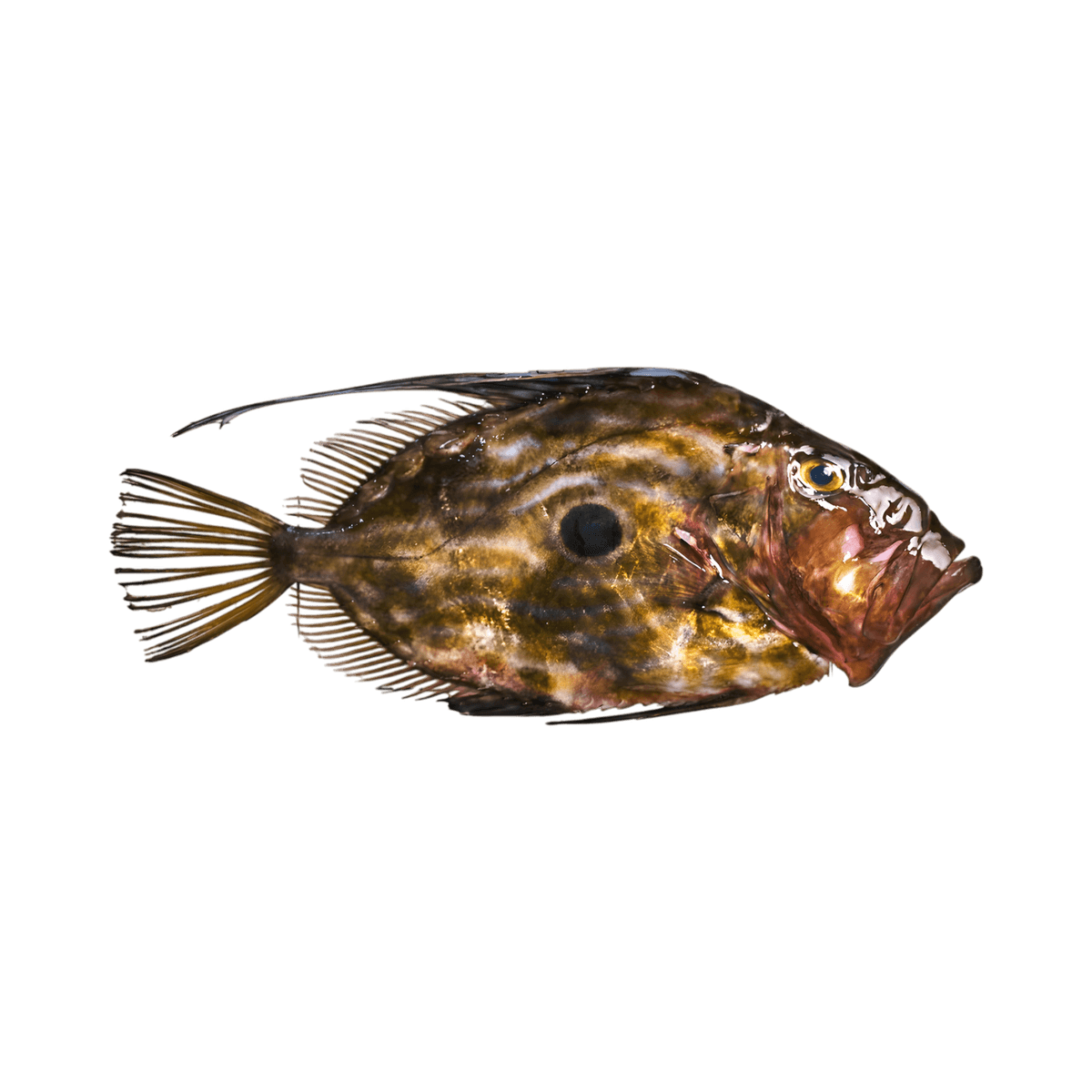 Saint pierre fumé - POISSON - NKOSI, poisson entier frais avec peau tachetée et tache noire caractéristique, idéal pour fumage artisanal.