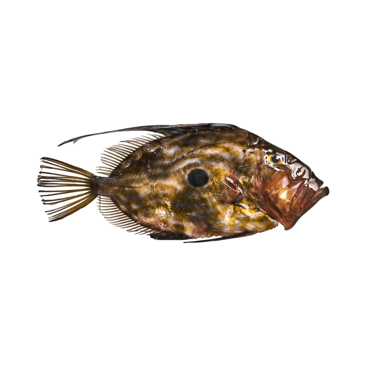 Saint pierre fumé - POISSON - NKOSI, poisson entier frais avec peau tachetée et tache noire caractéristique, idéal pour fumage artisanal.