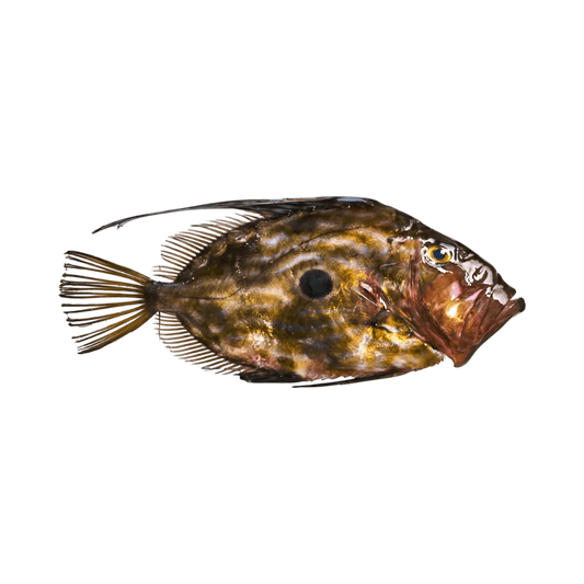 Saint pierre fumé - POISSON - NKOSI, poisson entier frais avec peau tachetée et tache noire caractéristique, idéal pour fumage artisanal.