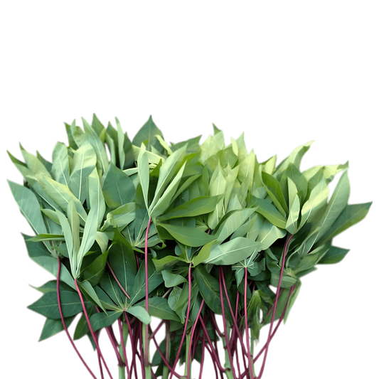 Feuilles fraîches de manioc utilisées pour le Saka saka / Pondu PREMIUM (caoutchouc), ingrédient traditionnel surgelé dans la catégorie légumes exotiques.