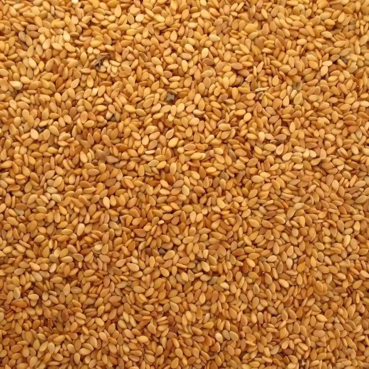 Gros plan sur graines de sésame doré bio Samia, texture croquante et couleur éclatante. Idéal pour assaisonnement en épicerie salée.