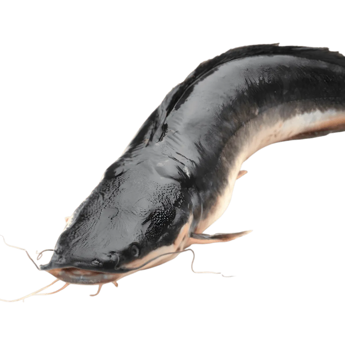 Silure ouvert fumé - POISSON - NKOSI, poisson frais entier non fumé, prêt à être cuisiné ou fumé, parfait pour recettes de fruits de mer.