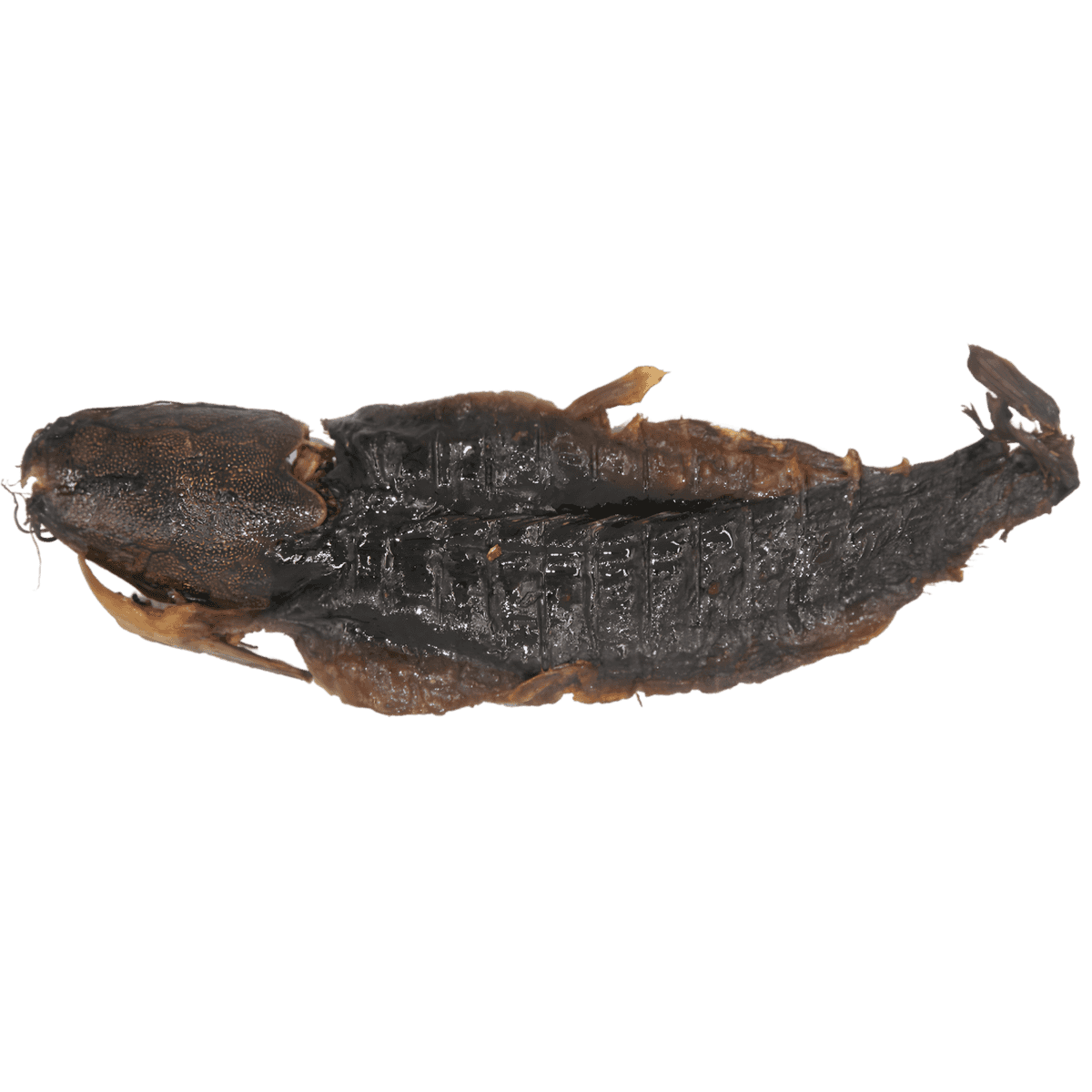 Silure ouvert fumé - POISSON - NKOSI, poisson fumé entier ouvert, à la texture ferme et goût intense, idéal pour plats traditionnels ou grillades.
