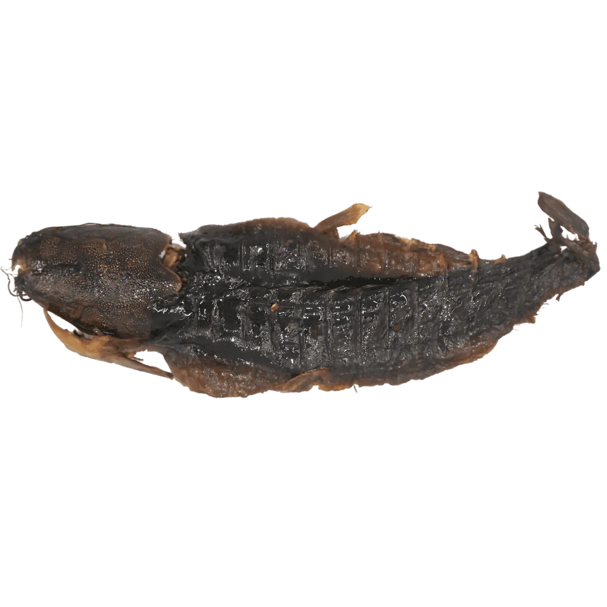 Silure ouvert fumé - POISSON - NKOSI, poisson fumé entier ouvert, à la texture ferme et goût intense, idéal pour plats traditionnels ou grillades.